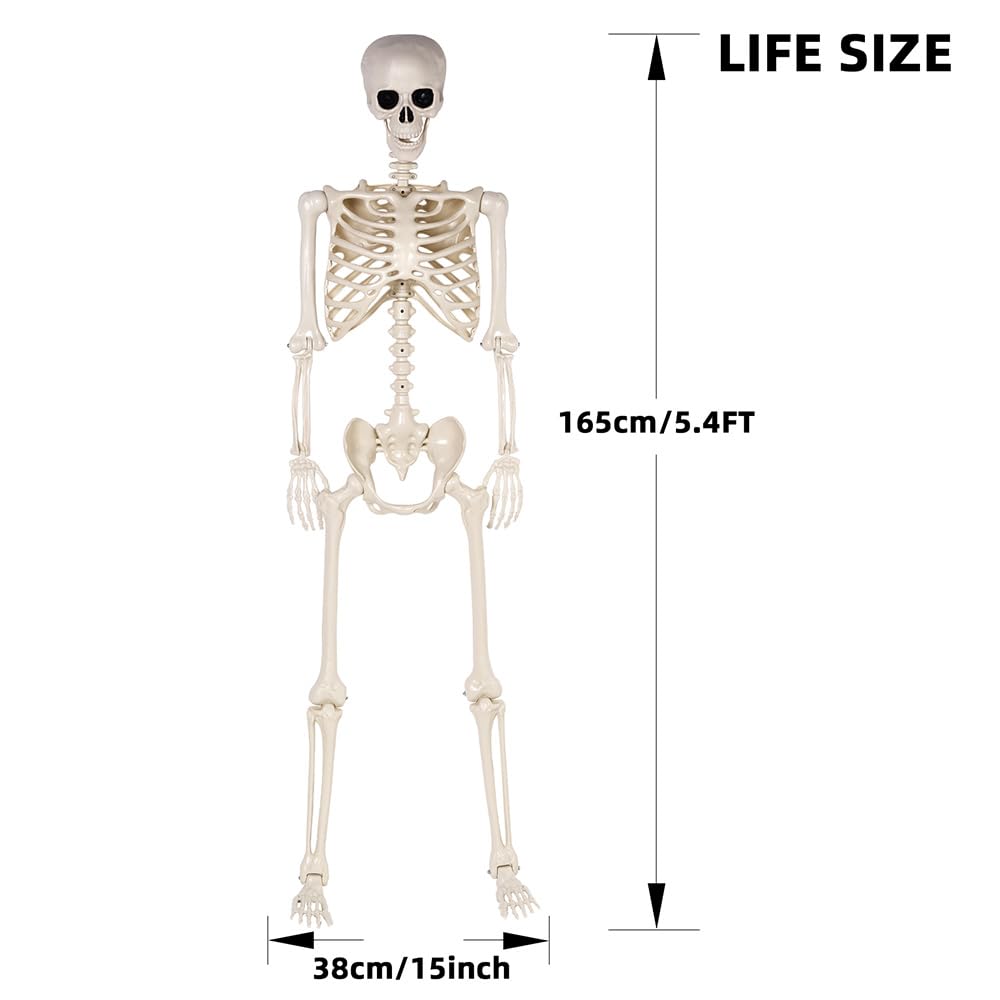 5.4 ft Life Size Posable Plastic Skeleton I384