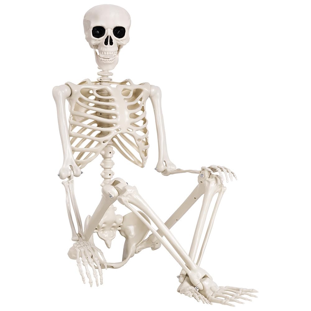 5.4 ft Life Size Posable Plastic Skeleton I384