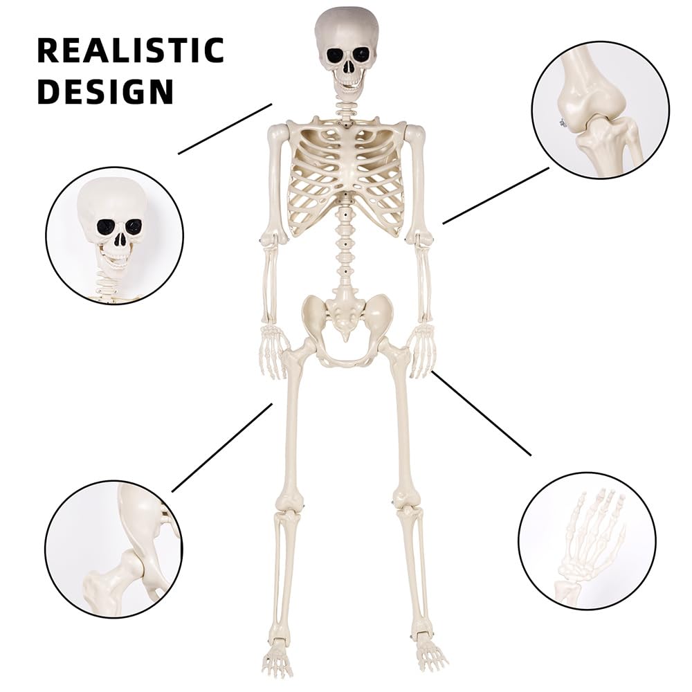 5.4 ft Life Size Posable Plastic Skeleton I384