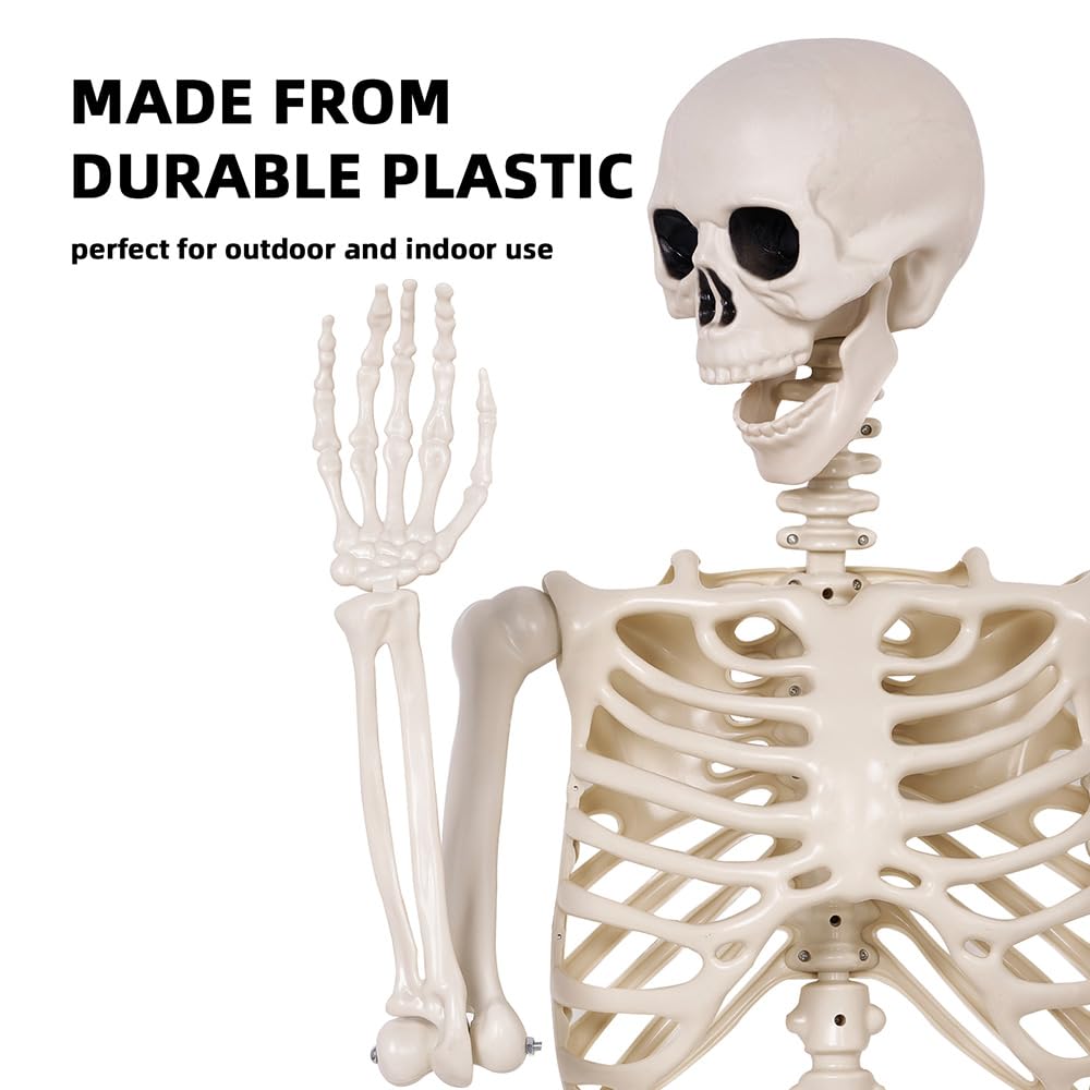 5.4 ft Life Size Posable Plastic Skeleton I384