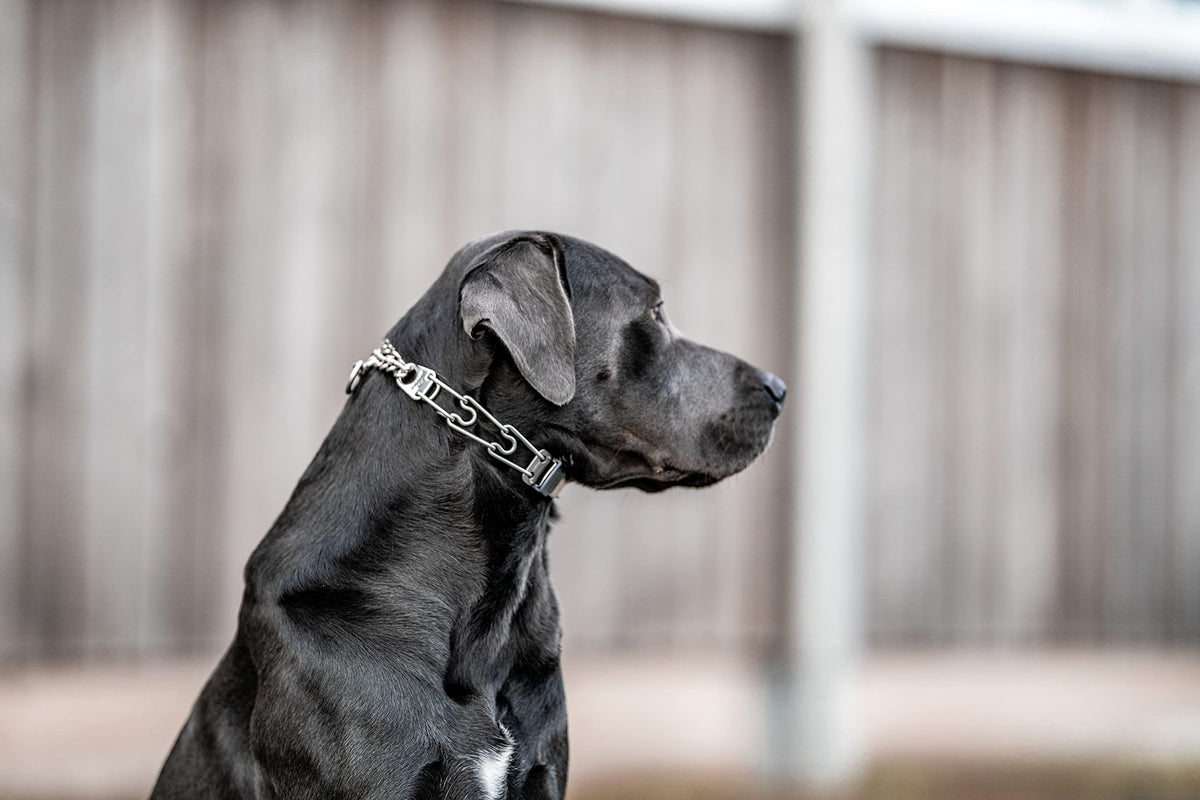 Adjustable Stainless Steel Prong Collar with Quick Release Buckle Y7385