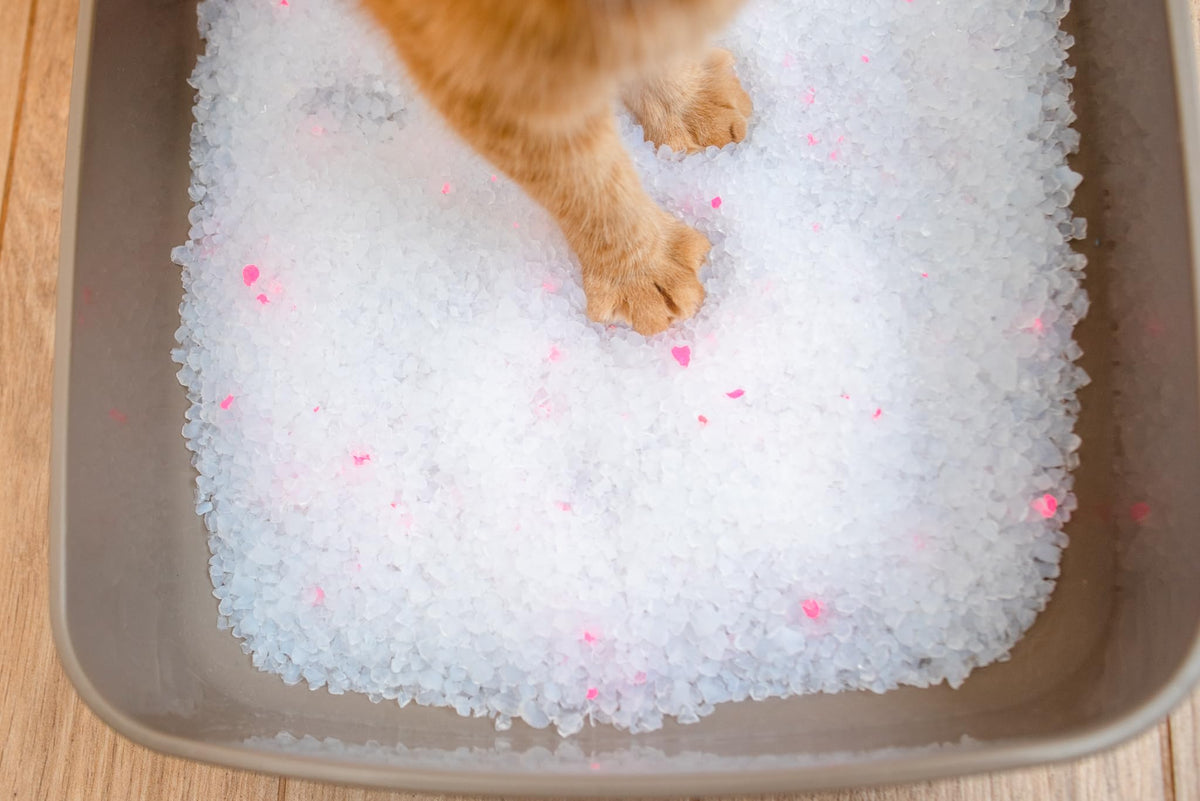 Unscented Dust Free Silica Gel Cat Litter 8 lb Bag L611