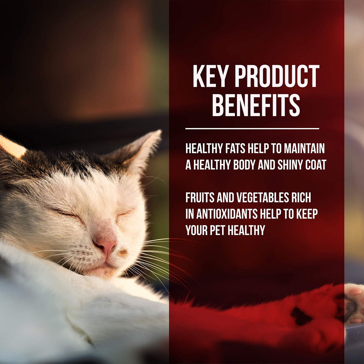 Chicken & Turkey Meal Grain-Free Dry Cat Food 4lb J400210