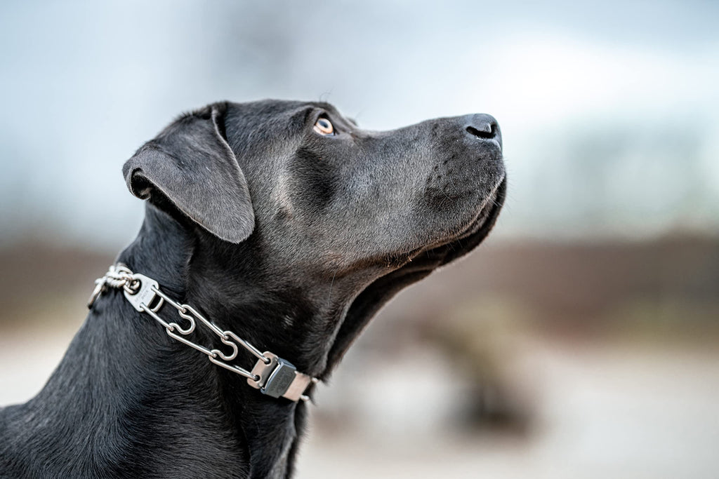 Adjustable Stainless Steel Prong Collar with Quick Release Buckle Y7385